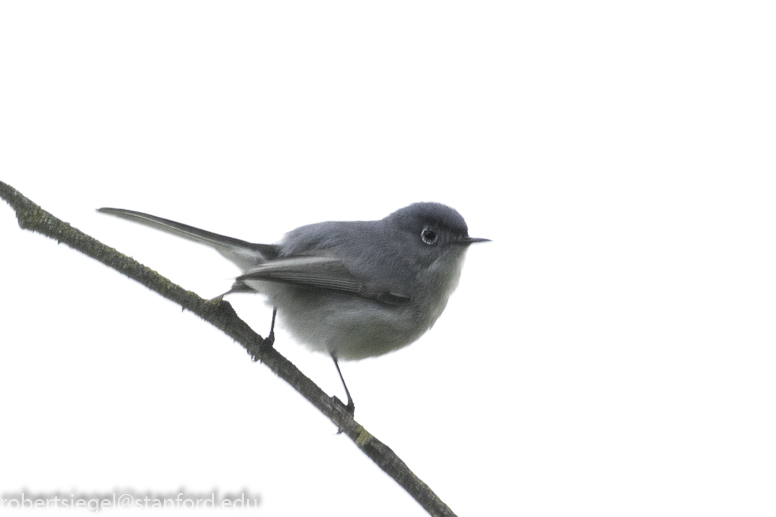 stanford bioblitz2019